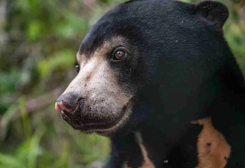 Cambodja-Wildlife-Release- Station-Koh-Kong-beer